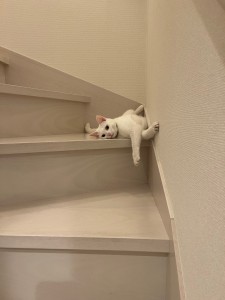 ねこ